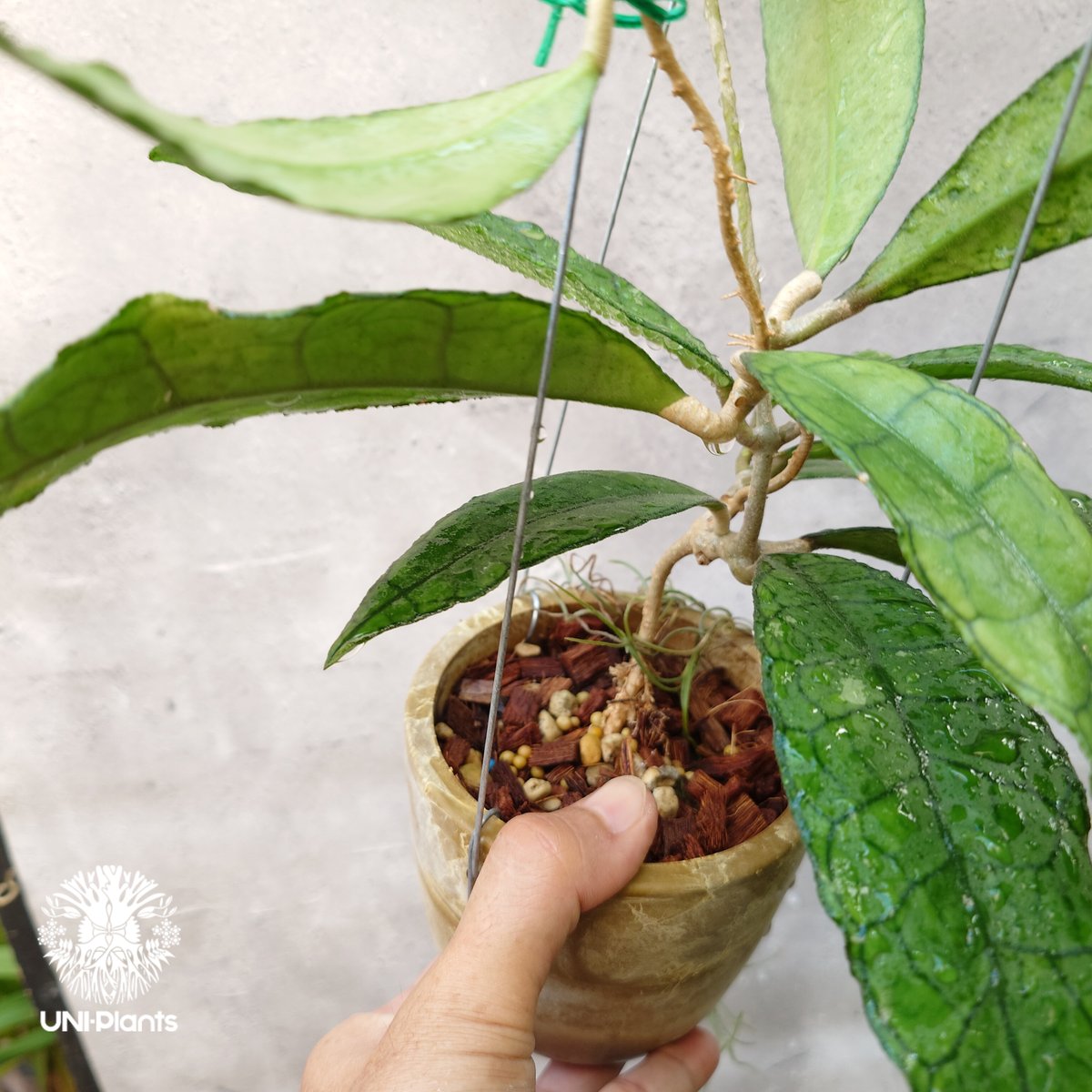 ロング ホヤ hoya レツーサ超ロング流木ハンギング