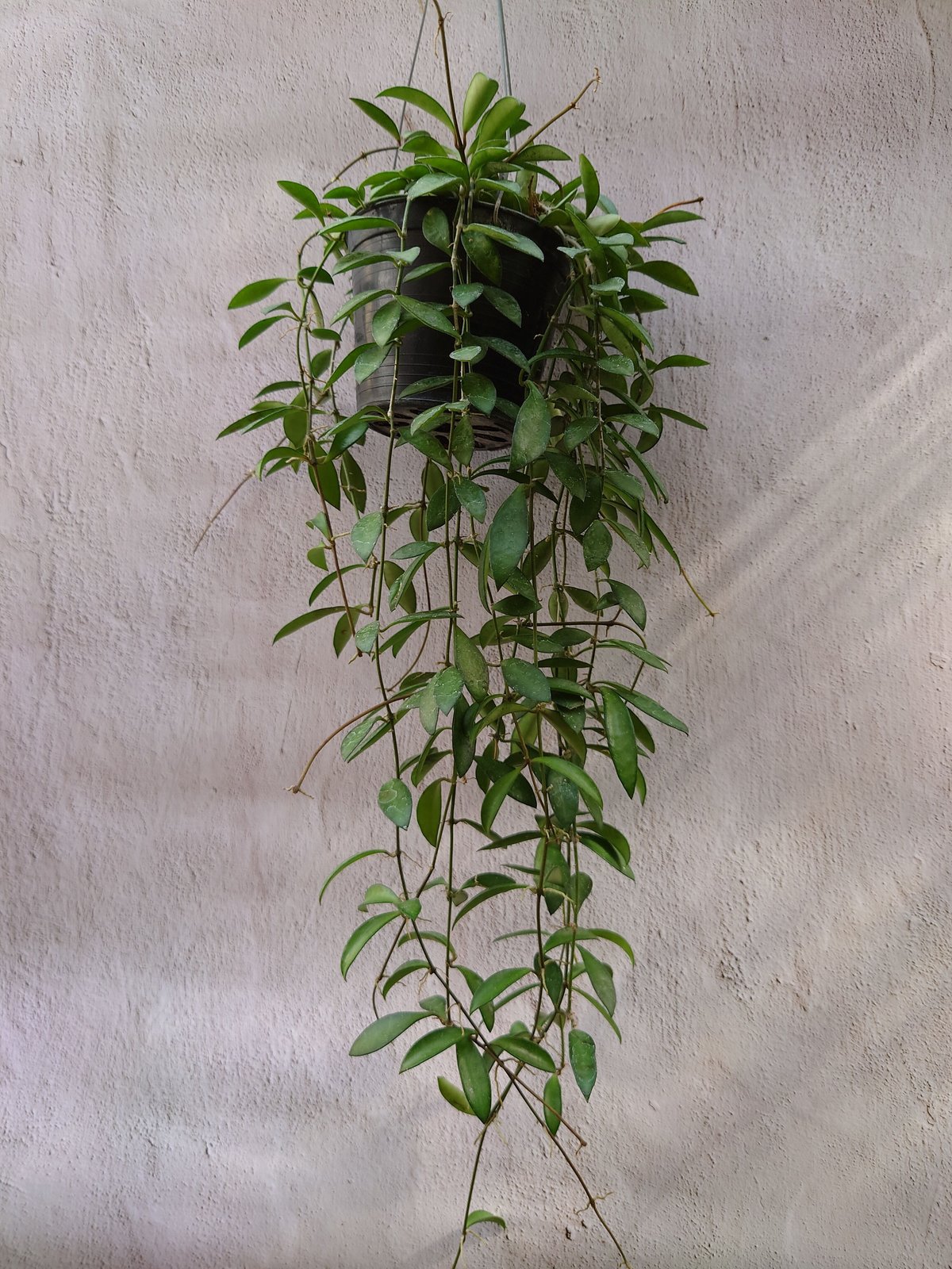 珍種　希少Hoya Kentiana ホヤ　ケンティアナ 外斑入サクララン ホヤ ケンティアナ ミニ Hoya kentiana mini ホヤ植物 植物 珍奇