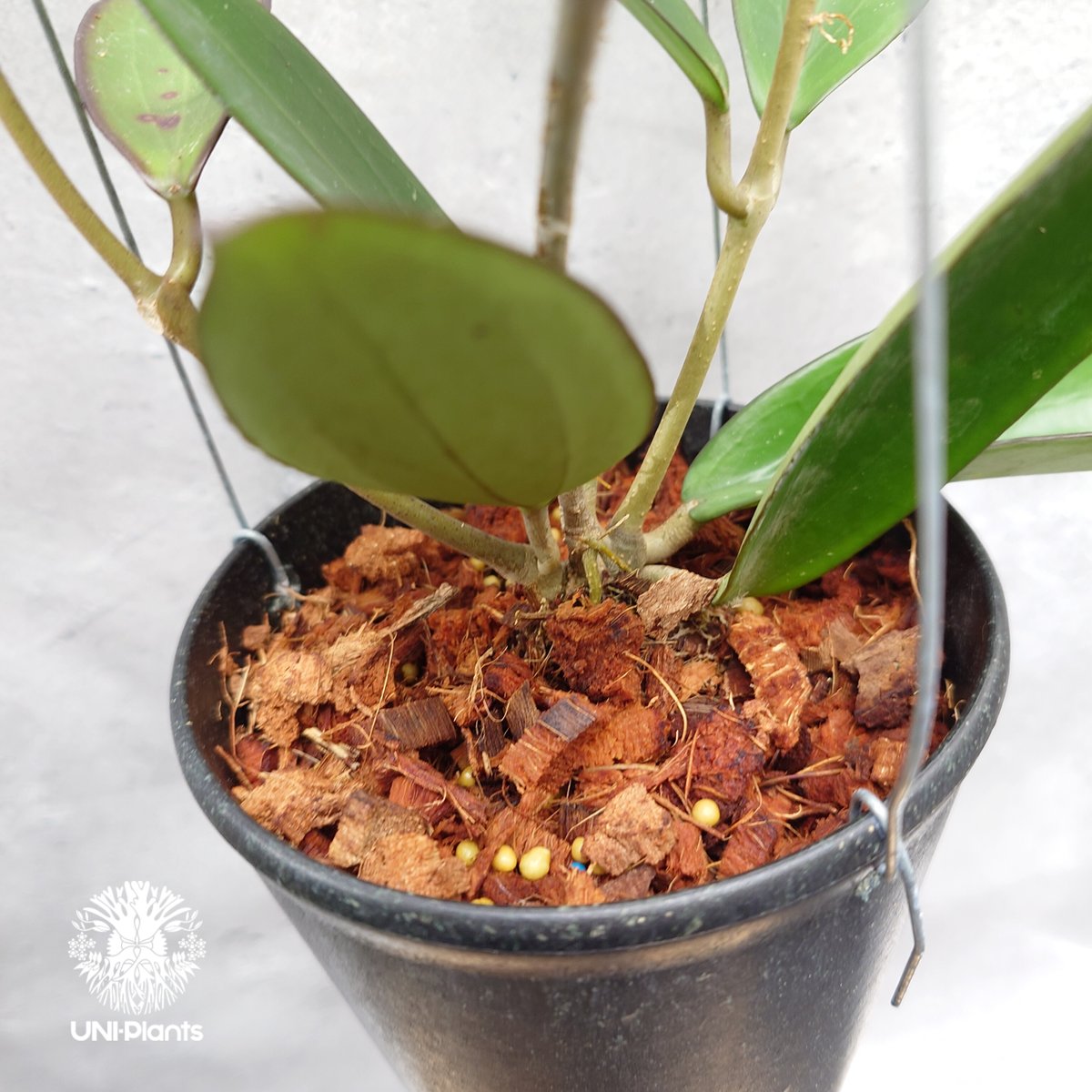 限定1株入荷 Hoya New hybrid Erythina x unknown ホヤ植物