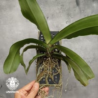 Pomatocalpa spicatum ポマトカルパ スピカタム 着生蘭 着生ラン 蘭の花 Orchid 着生植物