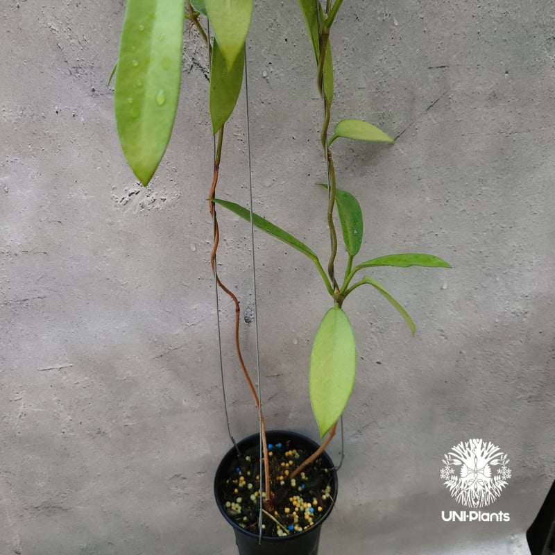 希少! Hoya Pubicalyx 'black dragon ホヤ植物 ホヤの花 ホヤプビ