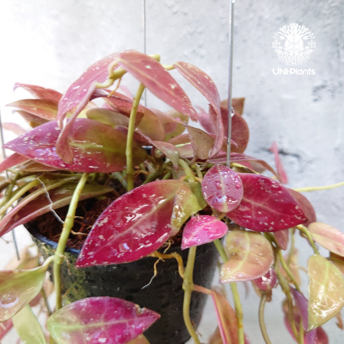 初入荷 Hoya walliniana ut152 ホヤ ワリニアーナ ホヤ植物 植物