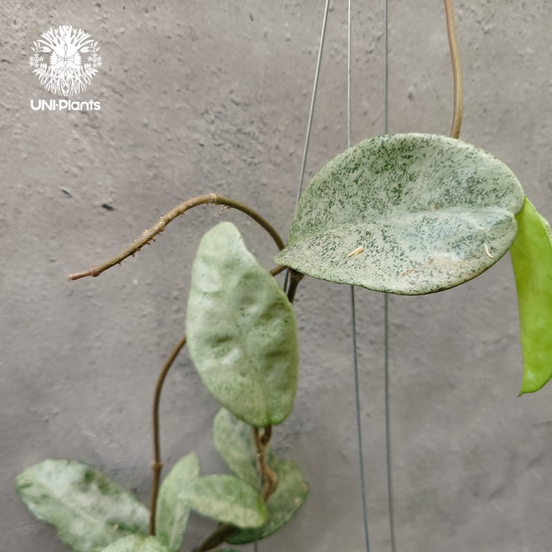 Hoya Carnosa Nova Ghost ホヤ カルノーサ ノバ ゴースト ホヤ 希少