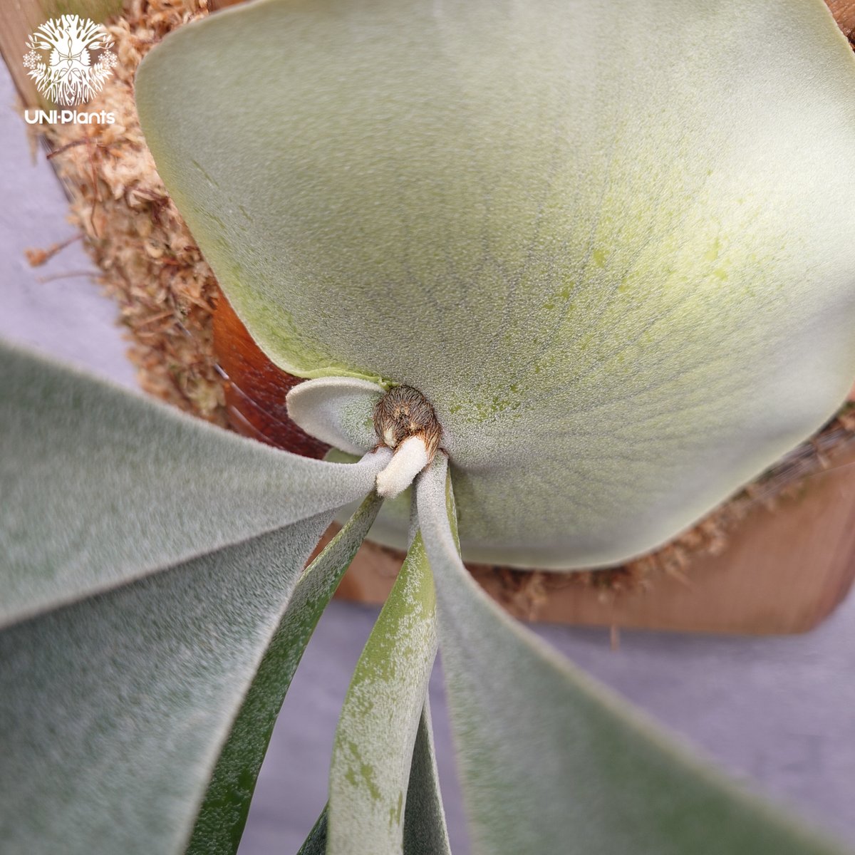 Platycerium Khok Kruat (spore) ビカクシダ コック クルアット(