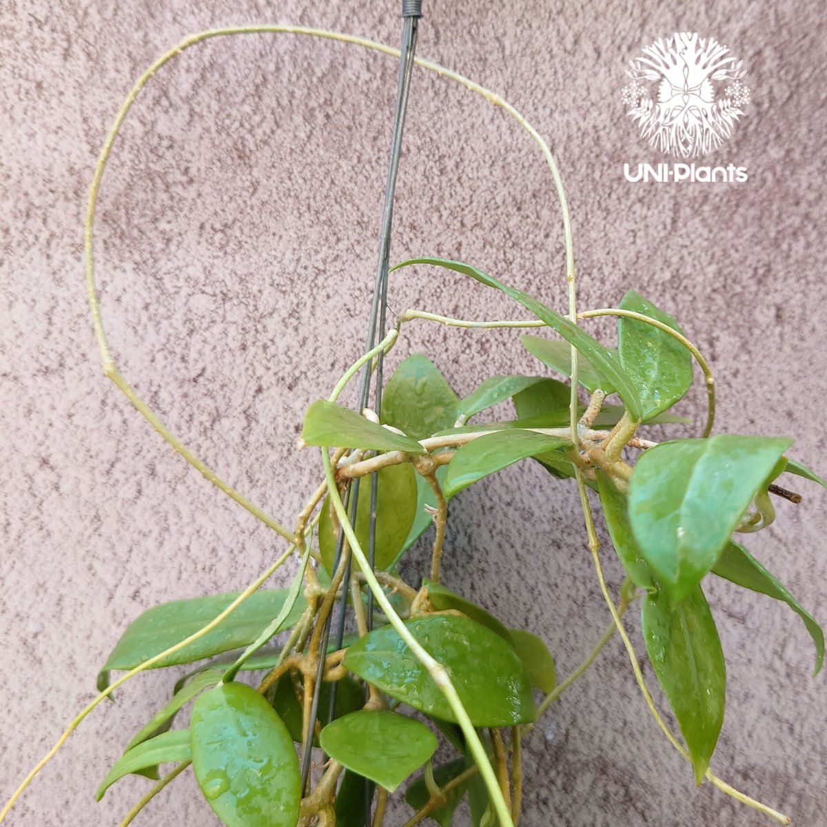 残り1株! 花座付き! Hoya mindorensis lite yellow ホヤ ミン