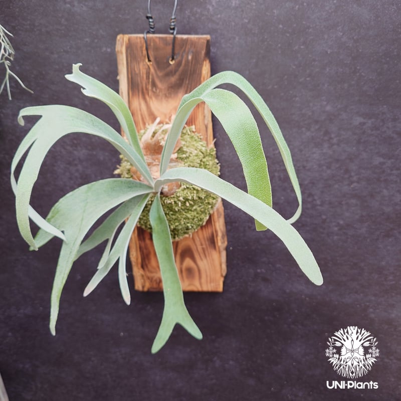 Patycerium veitchii ' Nukul ' ビカクシダ ベイチー シダ植物 ビ