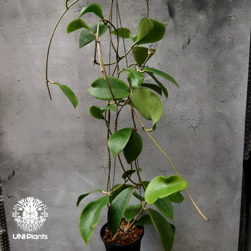 希少! Hoya mindorensis Yellow ホヤ ミンドレンシス イエロー ホヤ