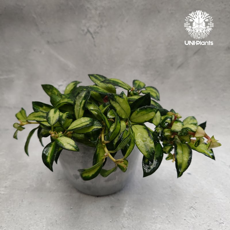 Hoya Lacunosa Bruno ホヤ ラクノーサ ブルーノ 斑入り ホヤ植物 ホヤ