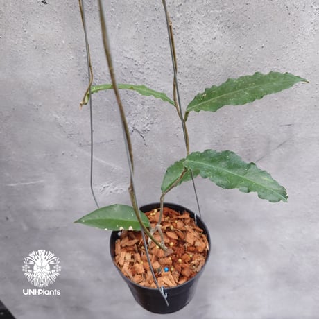 【ご予約者様専用ページ】 ご予約No.UH-251019-1040 Hoya Plleana / Hoya Versteegii