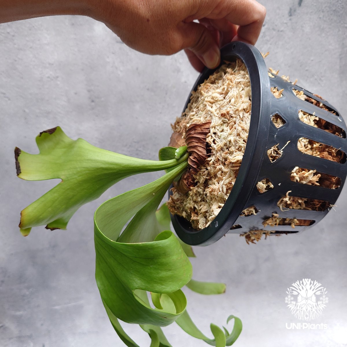 Platycerium coronarium ' Lesasha ' ビカクシダ コロナリウム