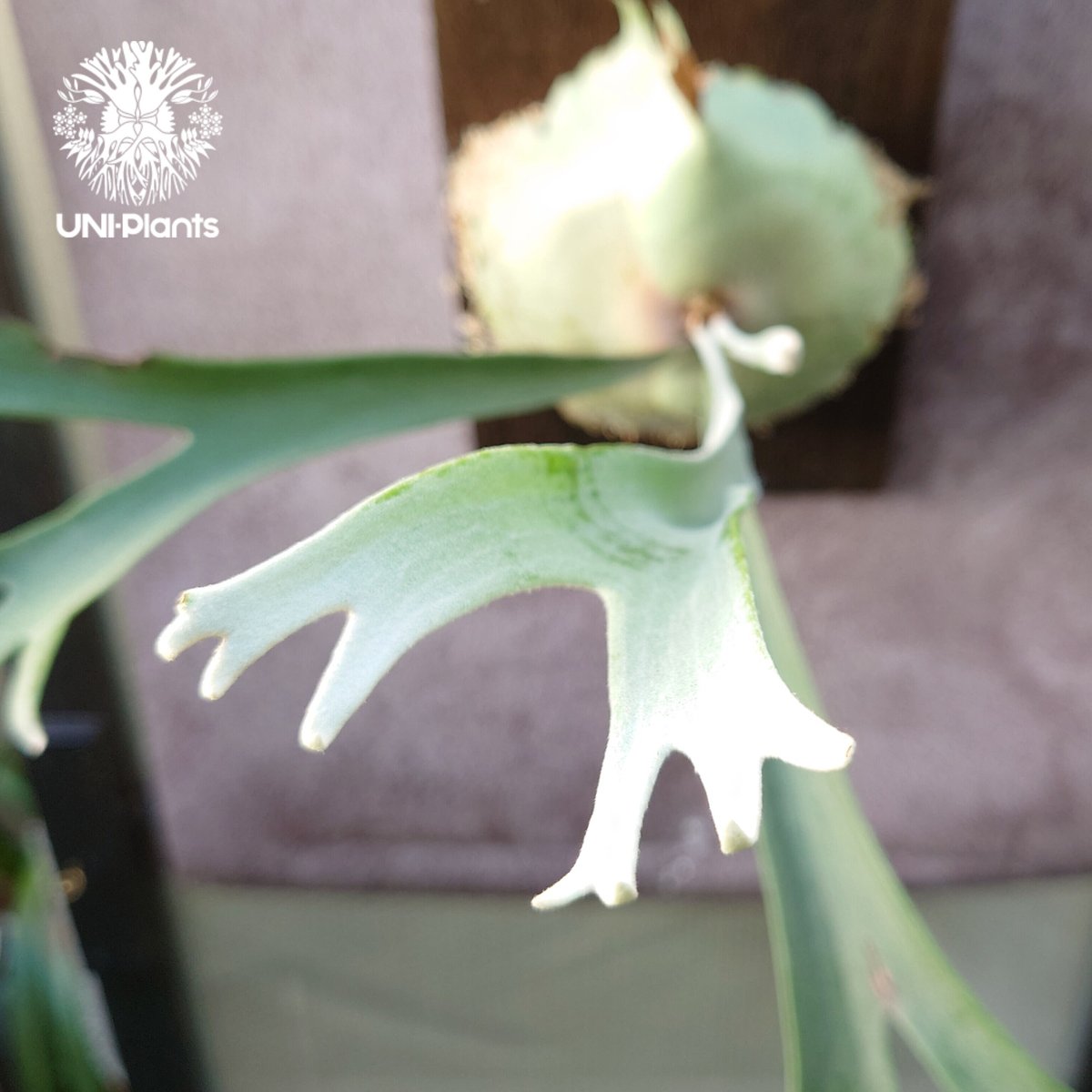 初入荷! ビカクシダ レモイネイ Platycerium veitchii 'Lemoine 初入荷! ビカクシダ レモイネイ Platycerium veitchii 'Lemoine