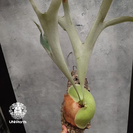 Platycerium small farn ビカクシダ スモールファーン ×エリシー シダ植物 ビカクシダコルク付け 着生植物