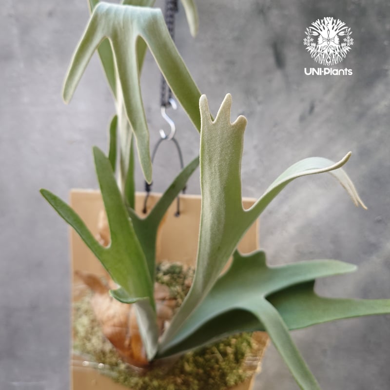 ビカクシダ ベイチー ワイルド Patycerium veitchii wild コウモリラン