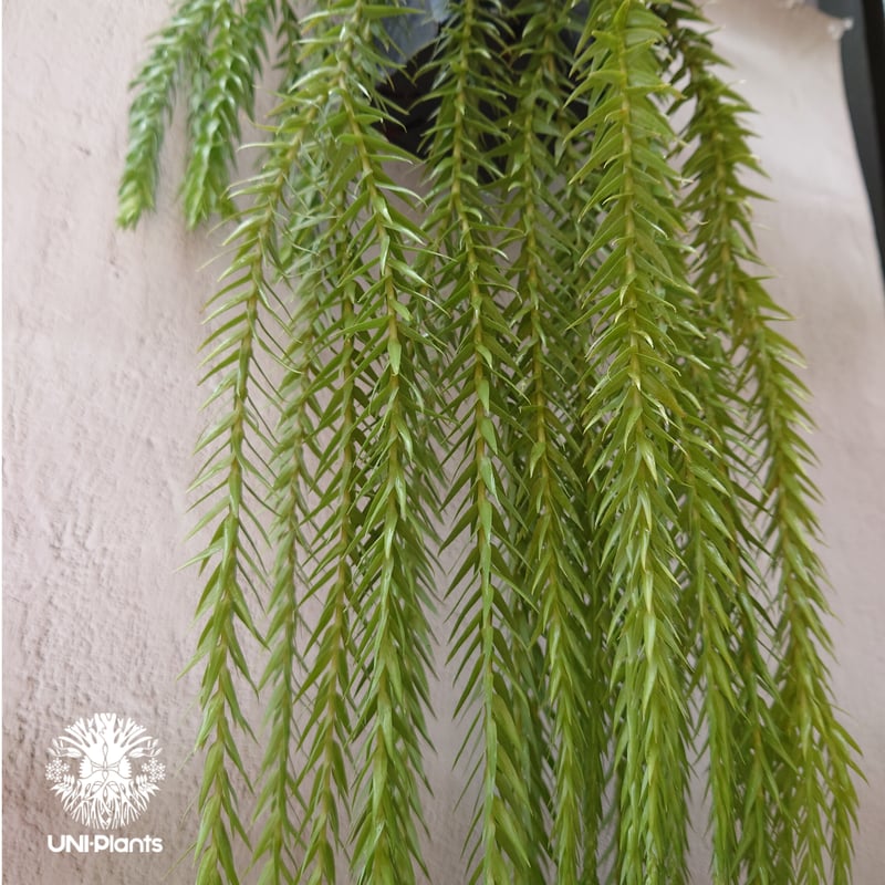 Phlegmariurus goebelii (=Huperzia goebelii) フレグ