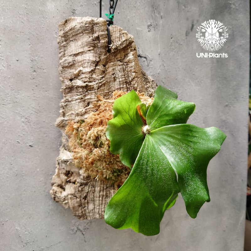 【ritv】 P. elephantotis mutant ビカクシダ ビカクシダ エレファントティス Platycerium elephantotis コウモリラン