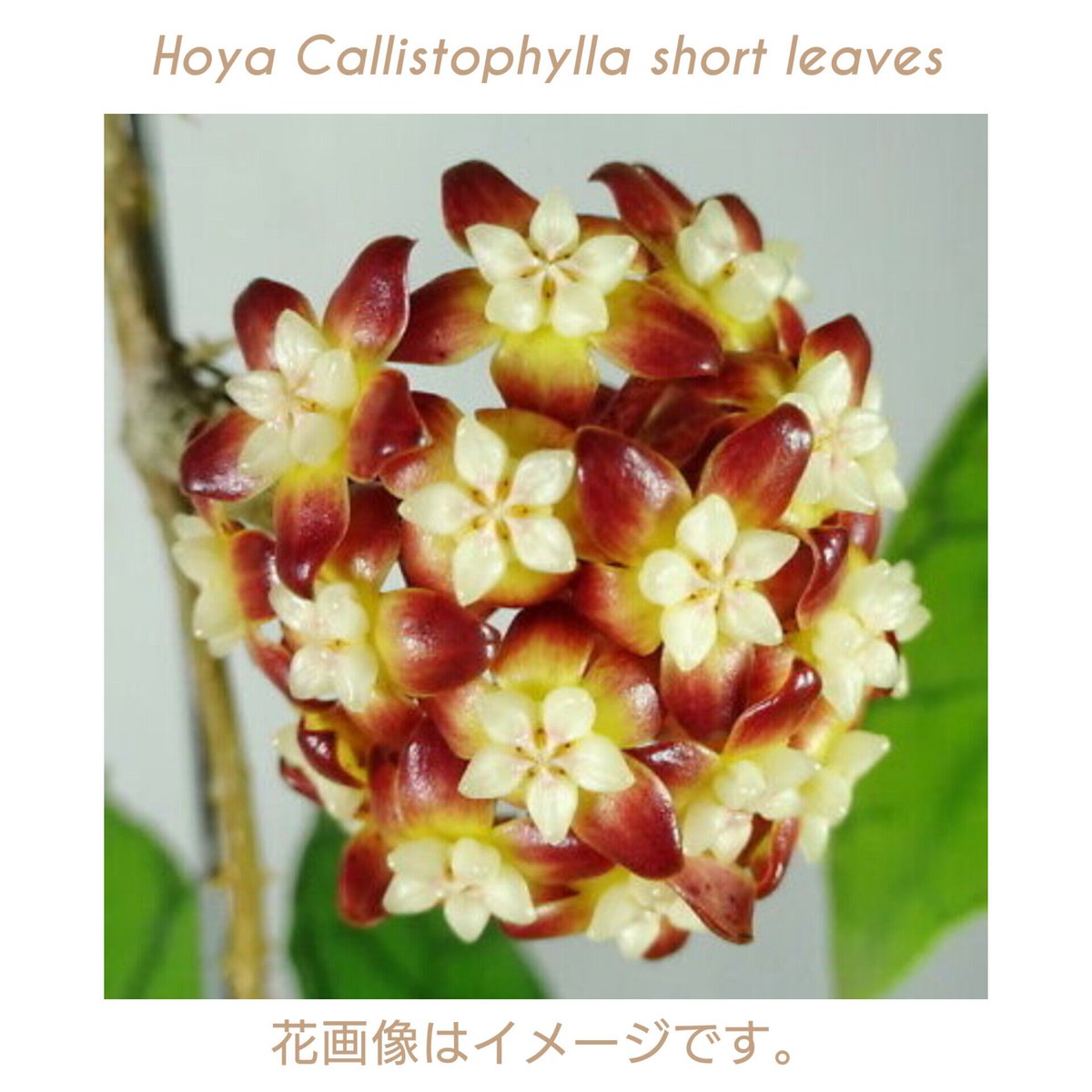 HOYA・ホヤ・Larisa・開花中・花座あり HOYA・ホヤ・Larisa・開花中・花座あり
