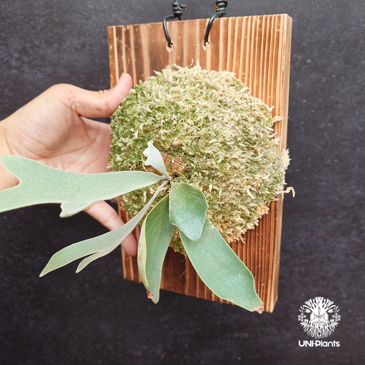 中株サイズ dwarf tatsuta ドワーフタツタ スポア ⊿ Dwarf Tatsuta よくどこがドワーフなの？って言われてますね