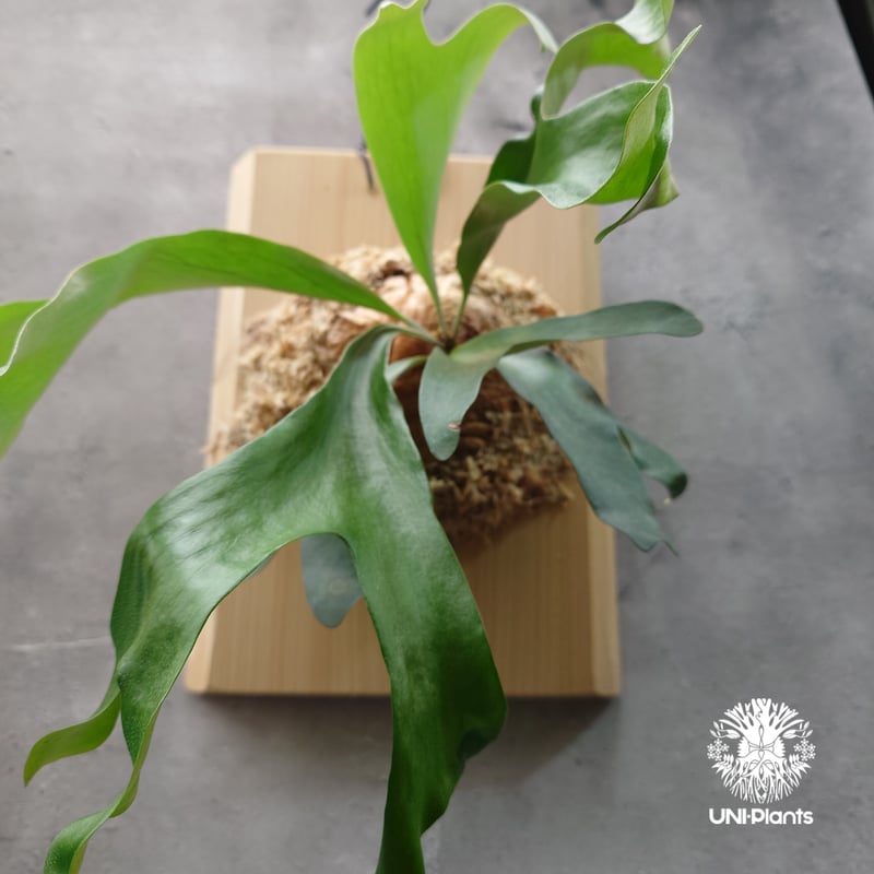 ビカクシダ アルテミス Platycerium Artemis (Alcicorne x Qu