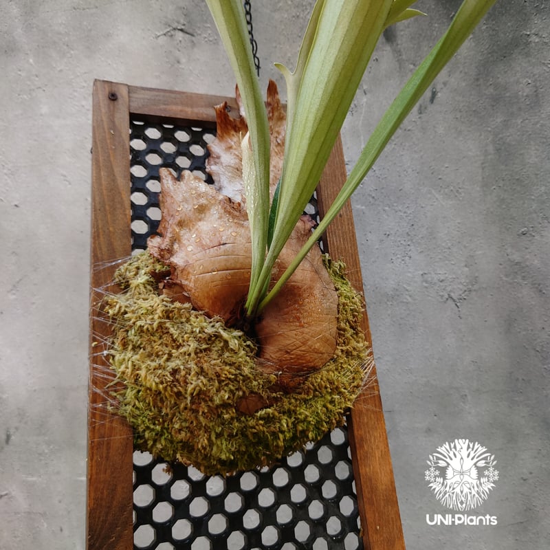 ビカクシダ 品種不明 Platycerium sp.コウモリラン ビカクシダ子株