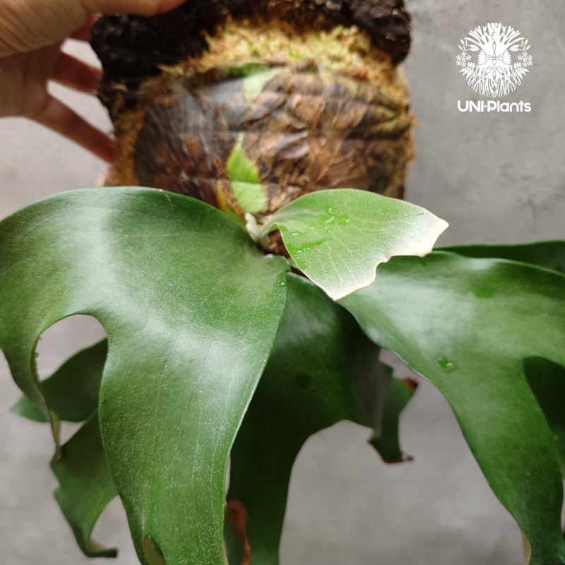 ビカクシダ アルテミス Platycerium Artemis (Alcicorne x Qu