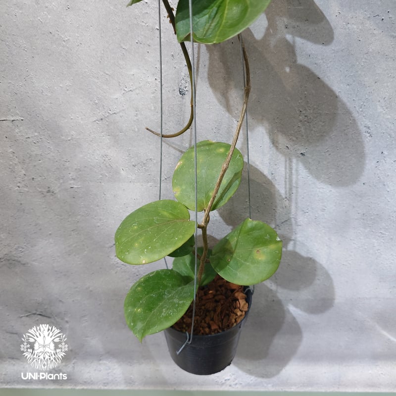 タイ直輸入・希少】Hoya SS 7-21 ( kerrii x erythrina )｜ホ