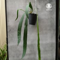 アンスリウム ビッタリフォリウム  Anthurium Vittarifolium アンスリウム アンスリウム原種 希少な植物 インテリア植物