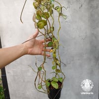 Hoya stenophylla ホヤ ステノフィラ 希少 ホヤ植物 ホヤの花