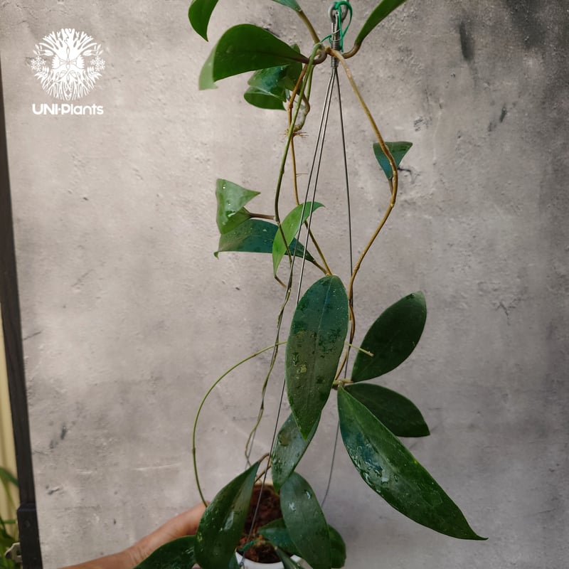 Hoya Parasitica lite pink ホヤ パラシティカ ライトピンク