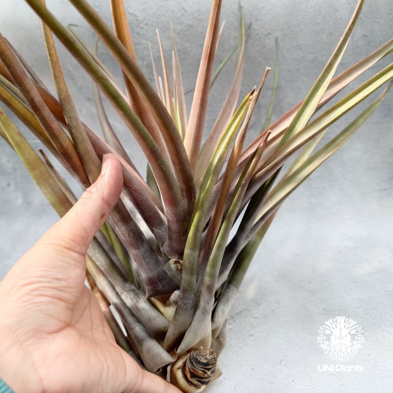Tillandsia novakii チランジアノバキー Tillandsia インテリア植物