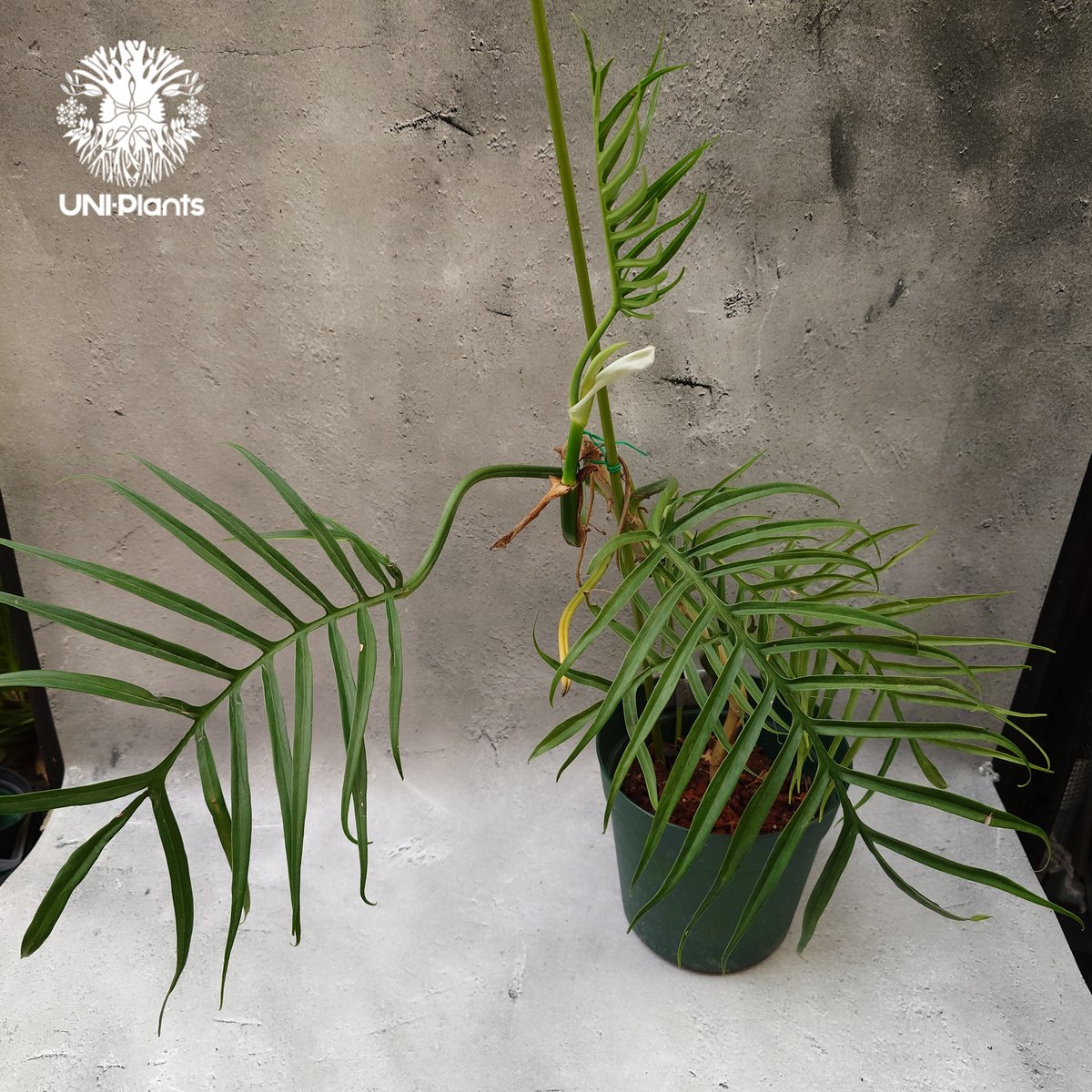 Philodendron tortum フィロデンドロン トータム フィロデンドロン Phil