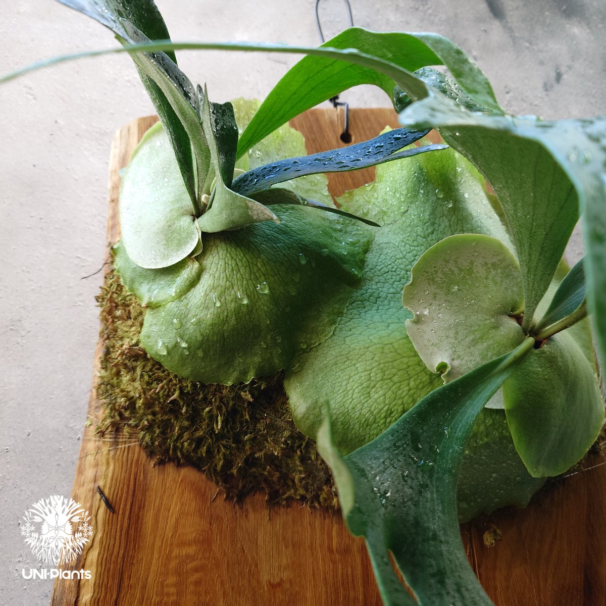 ビカクシダ ビフルカツム Platycerium bifurcatum ビカクシダ原種 シダ