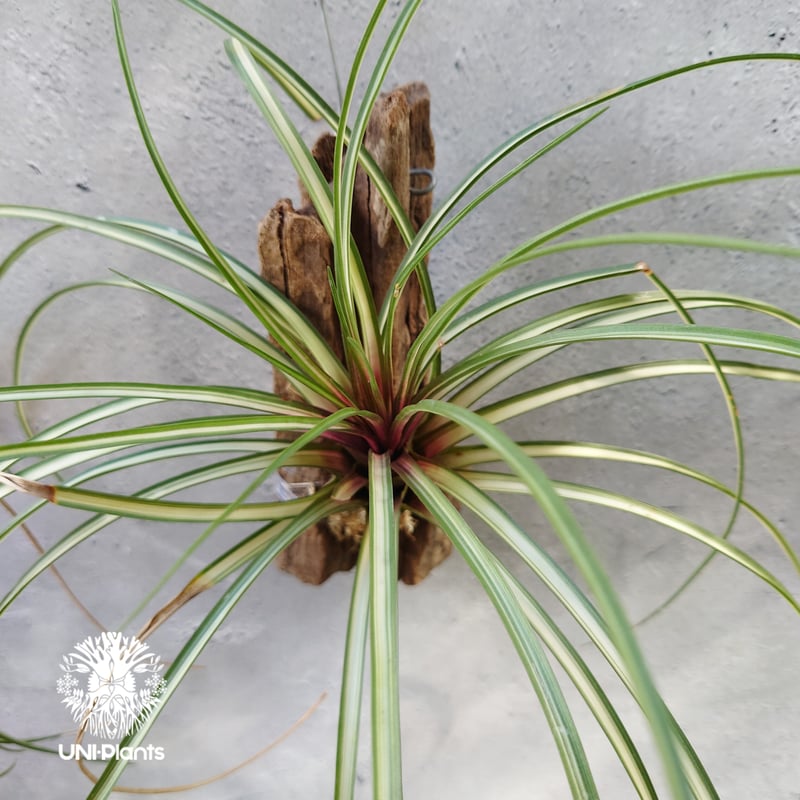 Tillandsia チランジア ギリエシー③ 楽天市場】チランジア（キセログラフィカ：特大） 3Lサイズ 苗