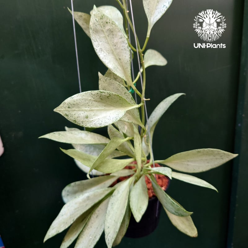 ホヤ ニューギニアゴースト Hoya New guinea ghost 希少 ホヤ植物 希少