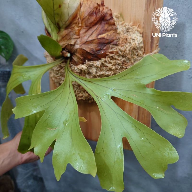 Platycerium 'Photraram' Nukul platycerium Hybri
