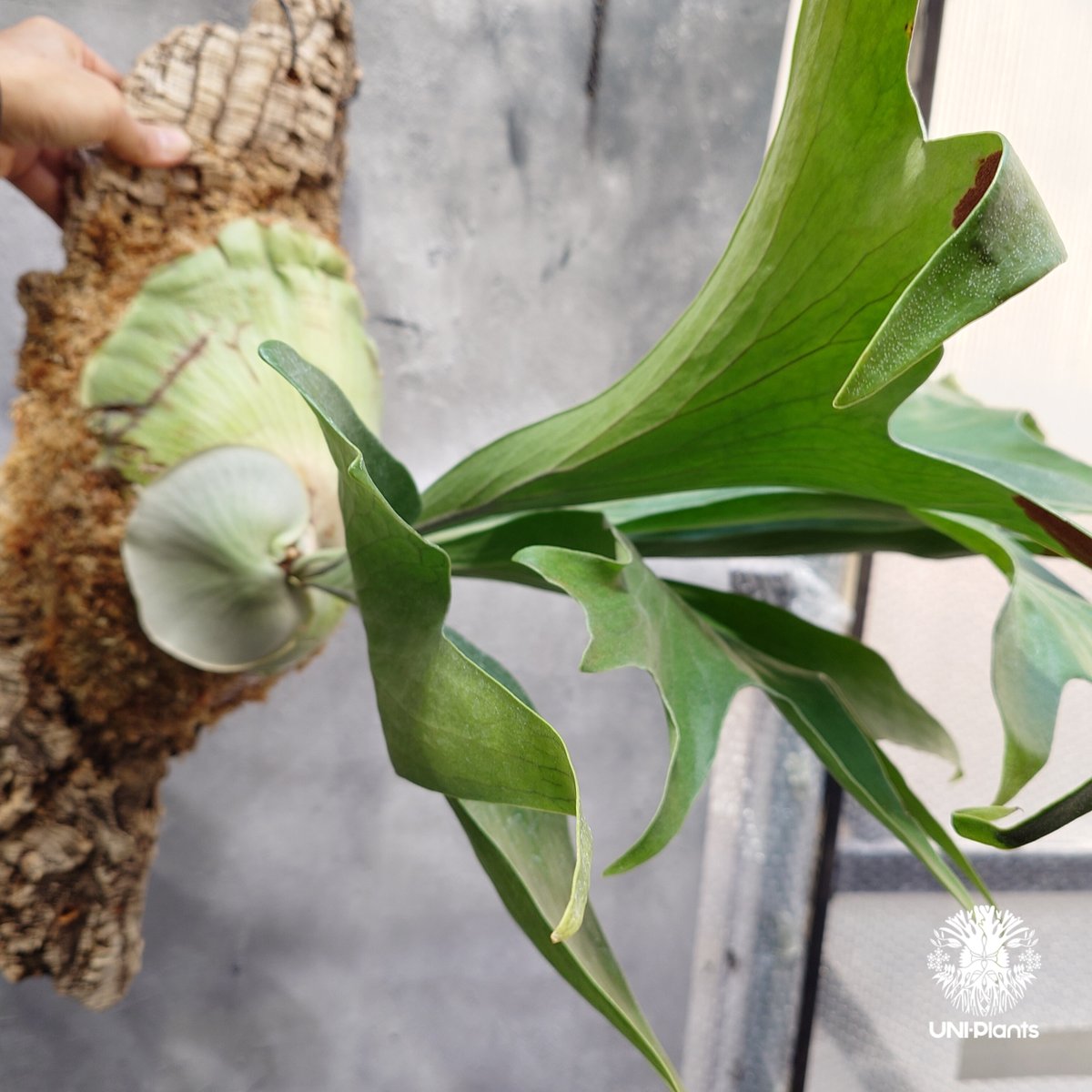 Platycerium hillii wild ビカクシダ ヒリー ワイルド株 Platycerium hillii wild ビカクシダ ヒリー ワイルド株