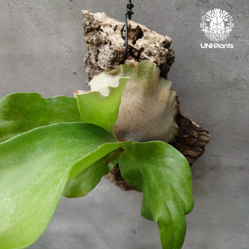 ビカクシダ ヒリードラゴン Platycerium hillii cv.Dragon