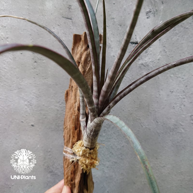 Tillandsia hildae チランジア ヒルダエ インテリア植物 エアープランツ エア...