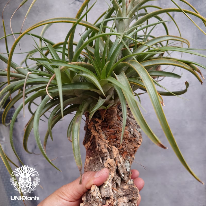 〈菫〉Tillandsia コンコロール x チアペンシス　チランジア 菫〉Tillandsia コンコロール x チアペンシス チランジア