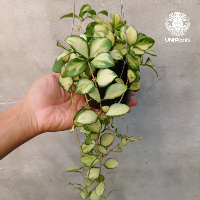 ホヤ ヘウスケリアナ バリエガータ Hoya Heuschkeliana variegata