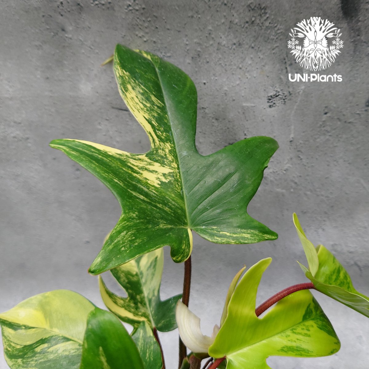 Philodendron Florida beauty variegated フィロデンドロ Philodendron Florida beauty variegated フィロデンドロ