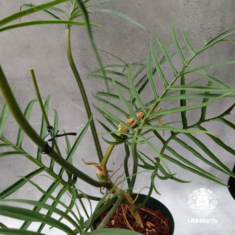 Philodendron tortum フィロデンドロン トータム フィロデンドロン