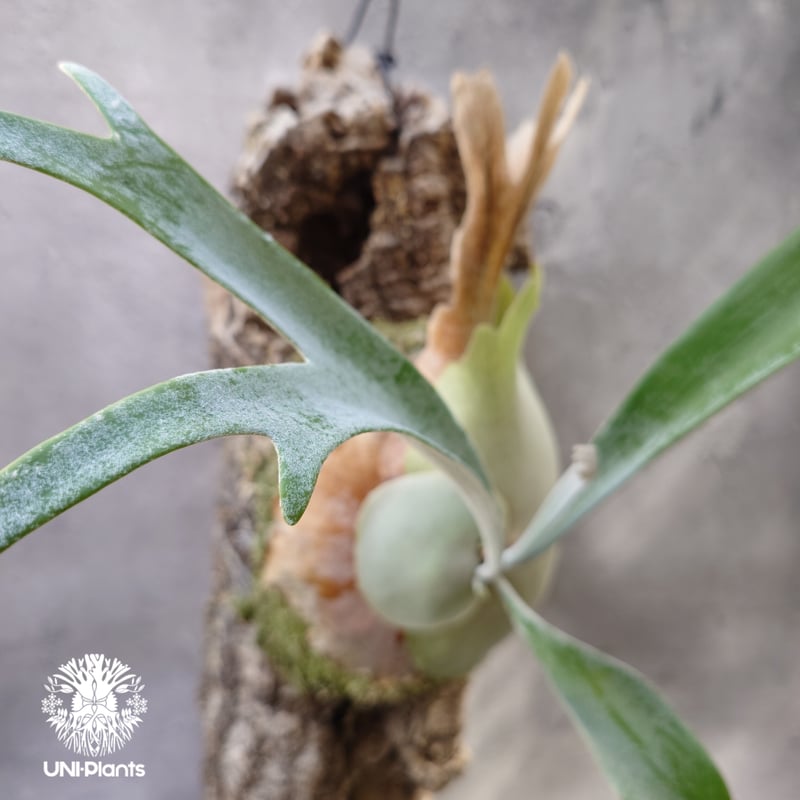 ビカクシダ ピューチャン ビカクシダ ピューチャン Platycerium pewchan コウモリラン