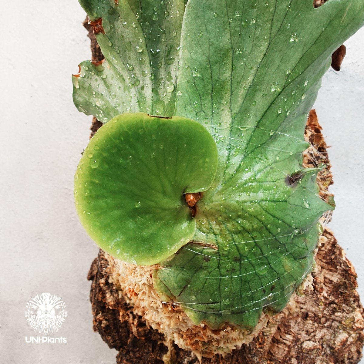 タイ直輸入・現地選抜】Platycerium surinarium | ビカクシダ スリナ