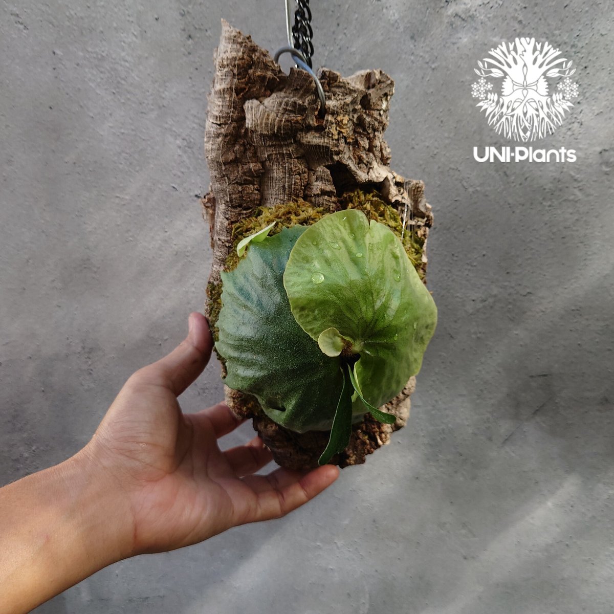 Platycerium Dawboy ビカクシダ ダウボーイ コウモリラン ビカクシダ