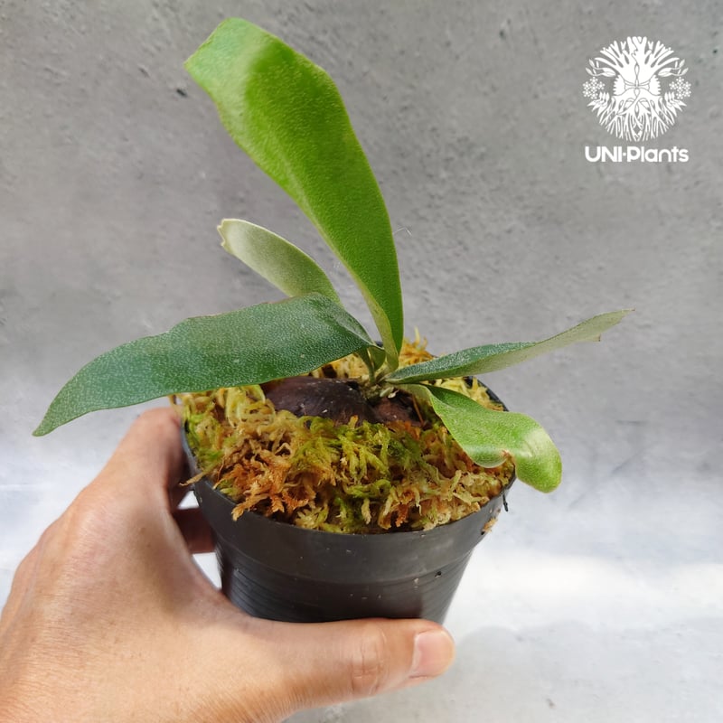 Platycerium Summer Breeze (P.Lemoinei x P.Bicor