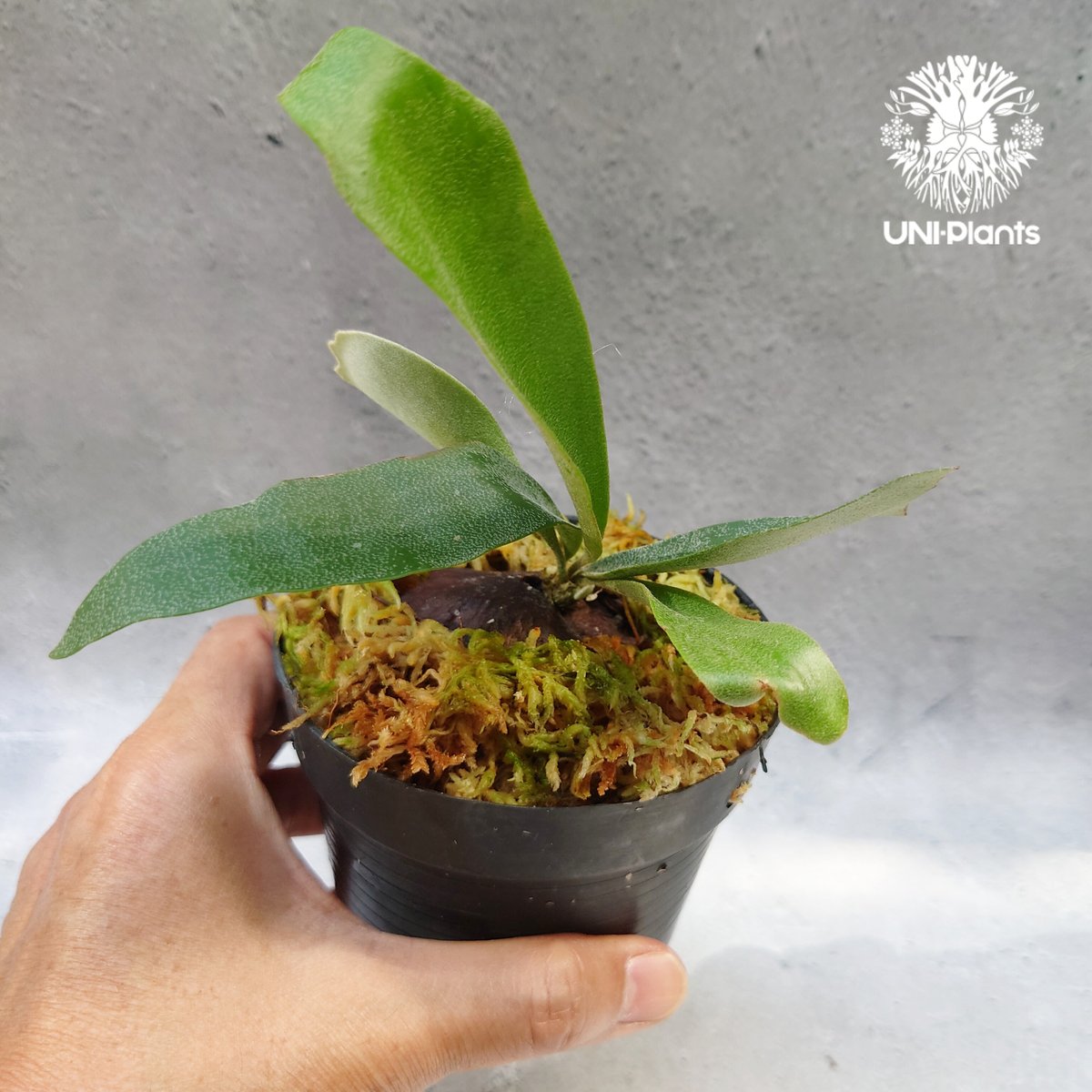 Platycerium Summer Breeze (P.Lemoinei x P.Bicor