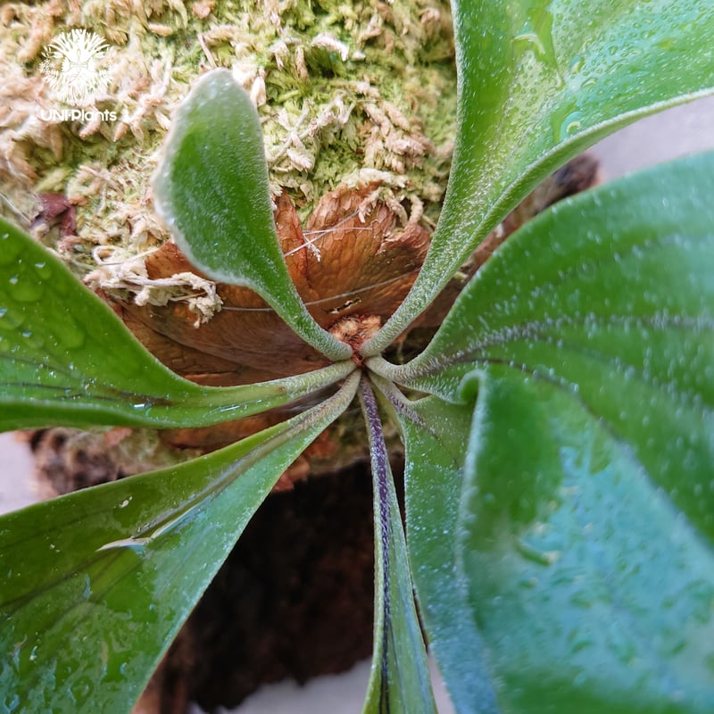 ビカクシダ ヒリードラゴン Platycerium hillii cv.Dragon コウモリ