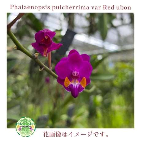 Phalaenopsis pulcherrima var Red ubon 着生植物 洋ラン 着生蘭 着生ラン 着生コルク ハンキング植物