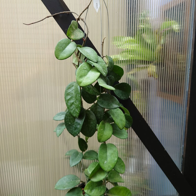 ホヤ カルノーサ クリンクル8 サクララン ホヤ植物 植物 珍奇