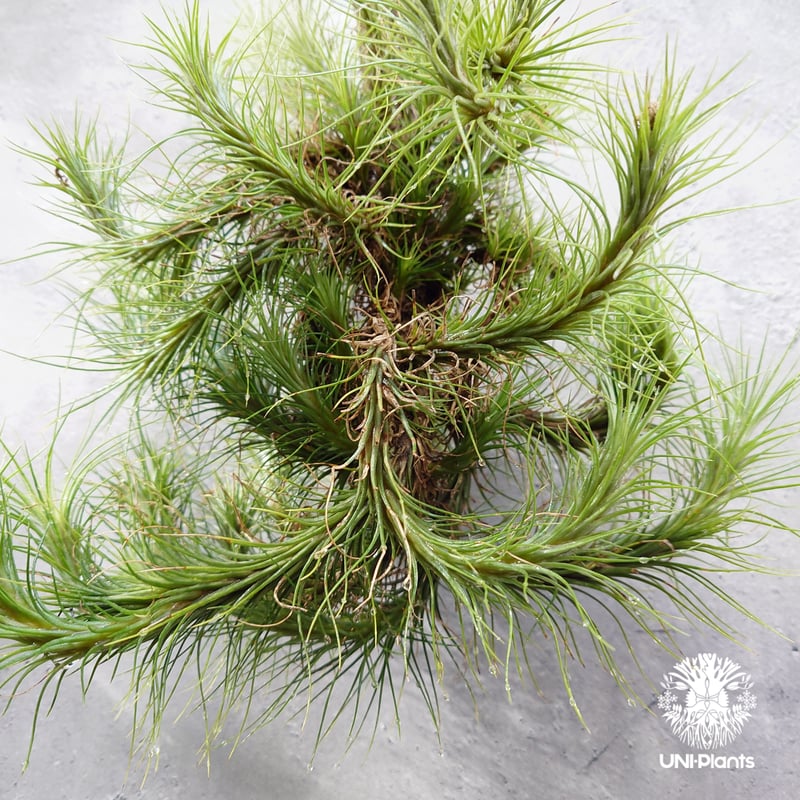 Tillandsia funckiana large form ティランジア チランジア・フン